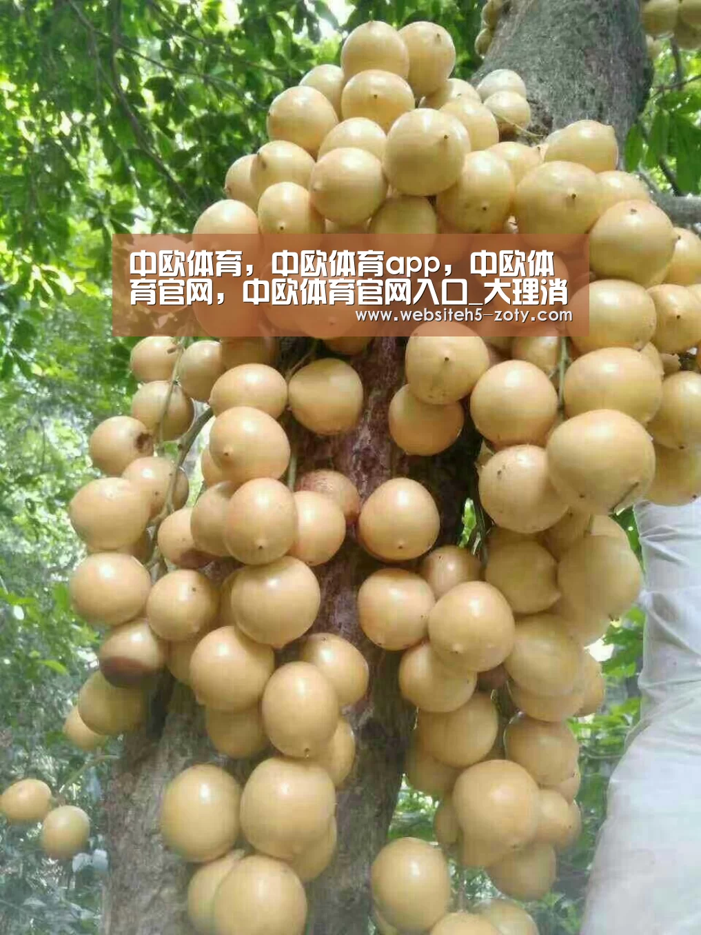 中欧体育，中欧体育app，中欧体育官网，中欧体育官网入口