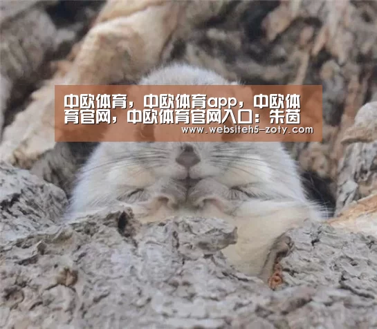 中欧体育，中欧体育app，中欧体育官网，中欧体育官网入口